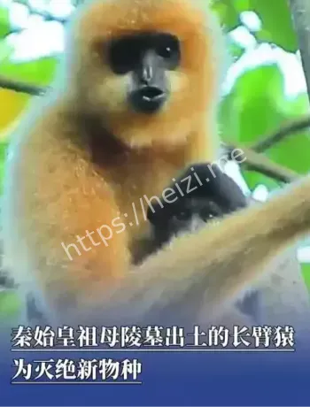 秦始皇祖母陵出土长臂猿